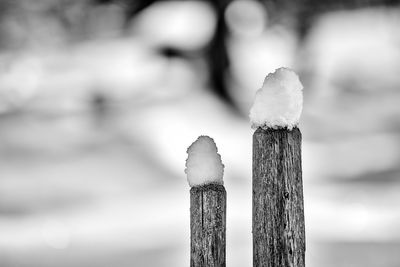 Close-up of wooden post on snow covered fence