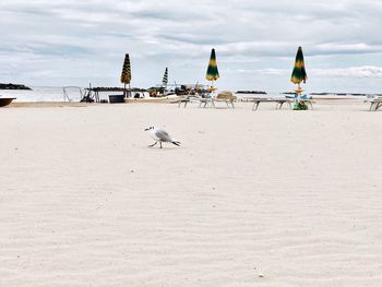 Seagulls on beach against sky