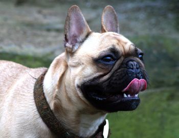 Close-up of a dog looking away