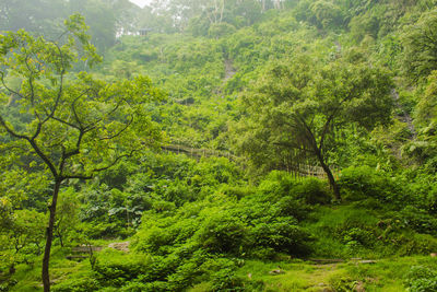 Trees in forest