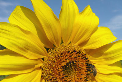 Close-up of yellow sunflower