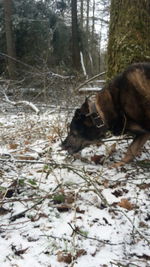 Close-up of dog in snow