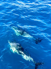 High angle view of turtle swimming in sea