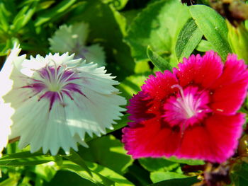 Close-up of pink flower