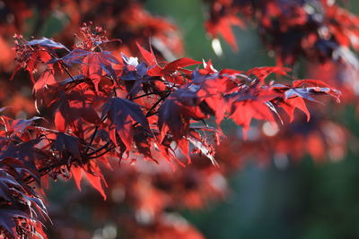 Close-up of maple leaves on tree