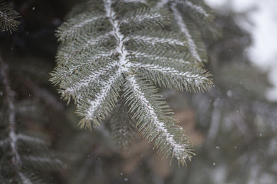 Close-up of pine tree during winter