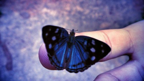 Cropped image of hand holding butterfly