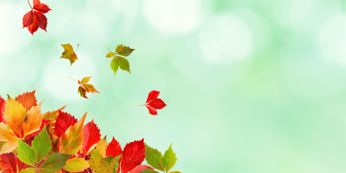 Close-up of red leaves on plant