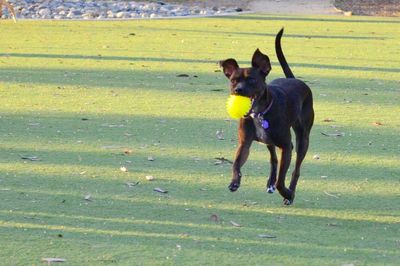 Dog on grassy field