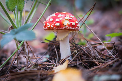 Close-up of mushroom growing on field