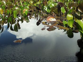 Reflection of trees in lake