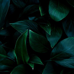 Full frame of green leaves texture background.