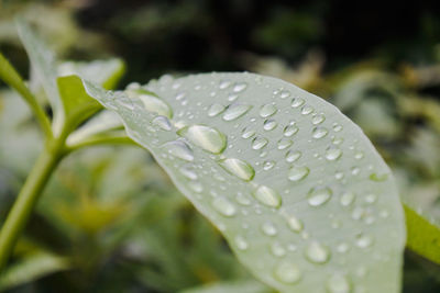 Close-up of water drops on leaf