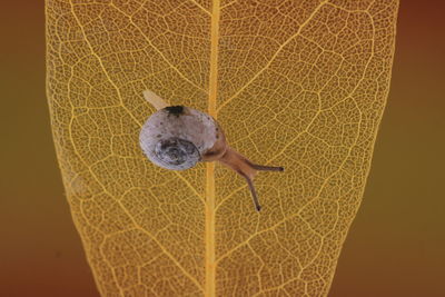 Close-up of green leaf