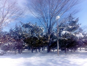 Trees against sky during winter