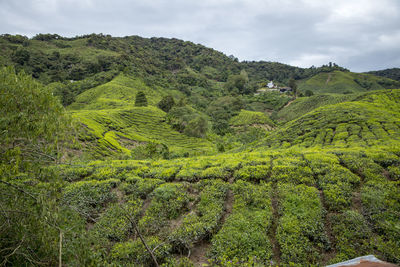 Scenic view of agricultural field against sky