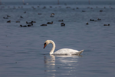 Swans swimming in lake