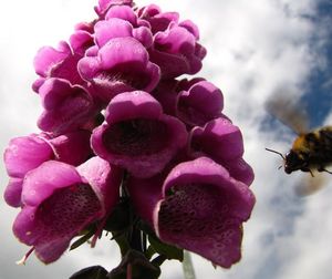 Close-up of pink flowers