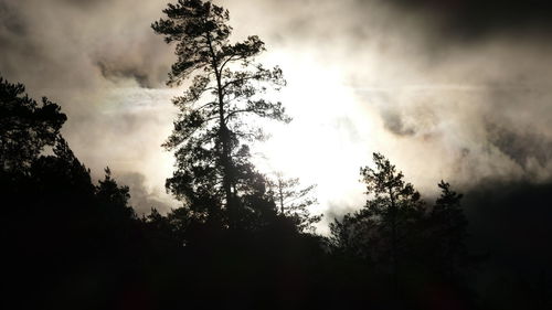 Low angle view of silhouette trees against sky