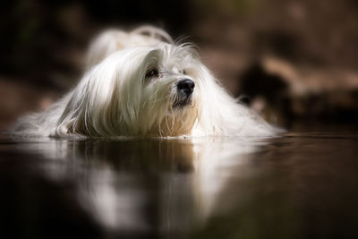 Close-up portrait of dog