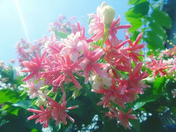 Close-up of pink flower blooming in garden