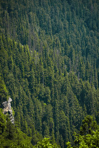 High angle view of pine trees in forest