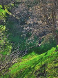 High angle view of trees growing in forest