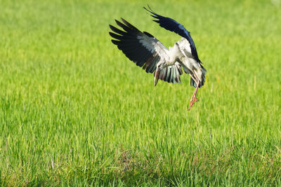 Bird flying in paddy field