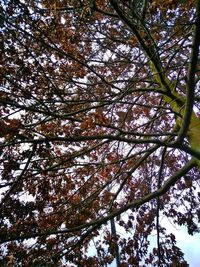 Low angle view of tree against sky