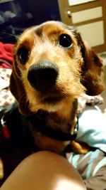 Close-up portrait of dog