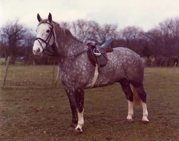 Portrait of horse standing on field