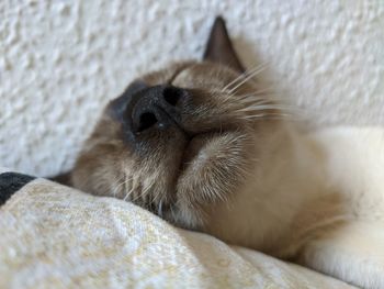 Close-up of cat sleeping on bed
