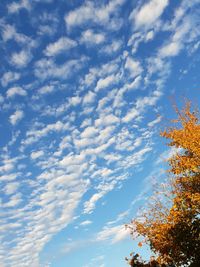 Low angle view of trees against sky