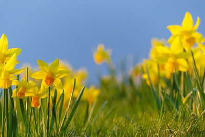 Close-up of yellow daffodil flowers in field