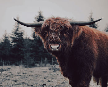 Close-up of cow standing on field