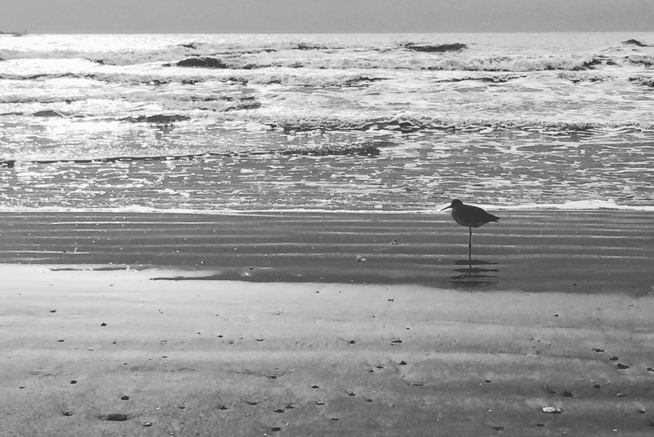 bird, beach, water, sea, animal themes, animals in the wild, nature, one animal, outdoors, animal wildlife, shore, sand, day, beauty in nature, no people, scenics, wave, perching