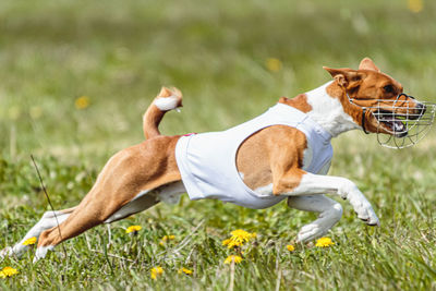 Basenji dog running in white jacket on coursing field at competition in summer