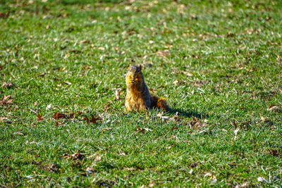 Squirrel on field