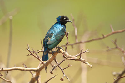 Bird perching on branch