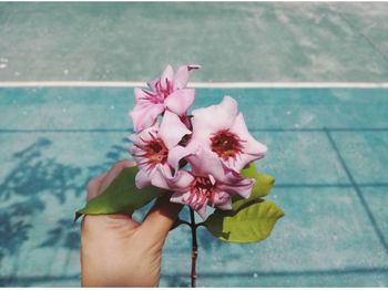 Close-up of hand holding pink flowering plant