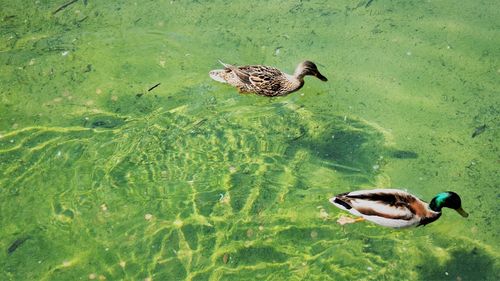 Duck swimming in a lake