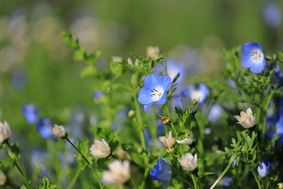 Close-up of purple flowering plants