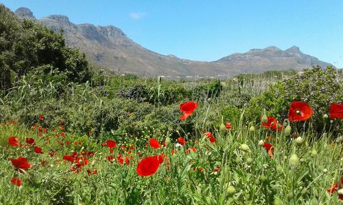 Red poppy flowers blooming on field against mountain