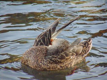 Ducks swimming in lake