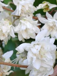 Close-up of white flowering plant