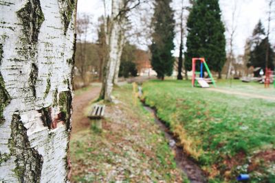 Trees on field in park