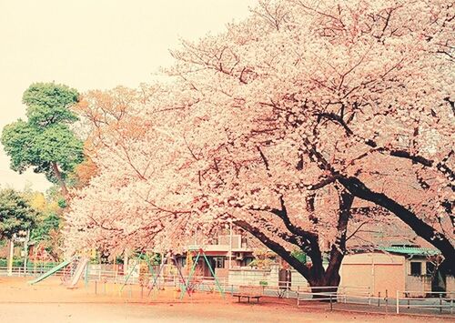 building exterior, tree, architecture, built structure, branch, growth, flower, bare tree, house, nature, low angle view, season, day, outdoors, residential building, sky, building, residential structure, city, no people