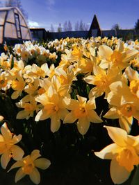 Close-up of yellow flowers