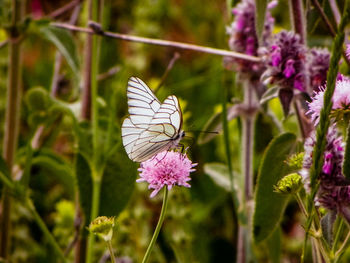 Close-up of butterfly pollinating on purple flower