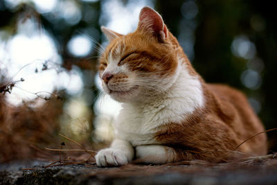 Close-up of a cat looking away